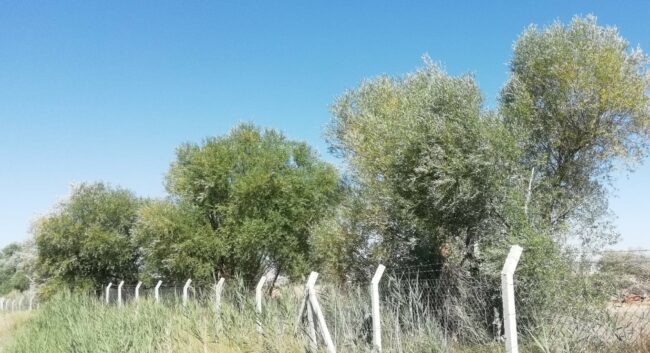 kesimden once 650x353 1