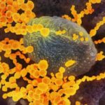 koronavirus-rob-wallace_salgin-600x335