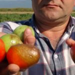 urunler_tarlada_kurudu_domates_ve_salca_fiyatlari_tavan_yapacak_h130819_877fa