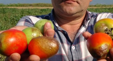 urunler_tarlada_kurudu_domates_ve_salca_fiyatlari_tavan_yapacak_h130819_877fa