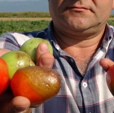 Ürünler Tarlada Kurudu 7 urunler_tarlada_kurudu_domates_ve_salca_fiyatlari_tavan_yapacak_h130819_877fa