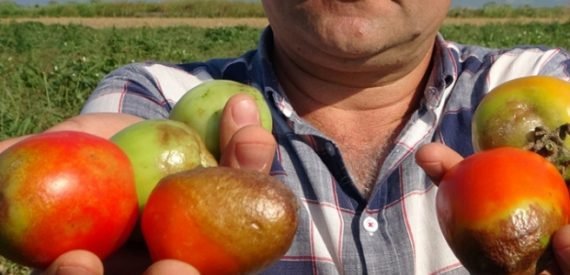 Ürünler Tarlada Kurudu