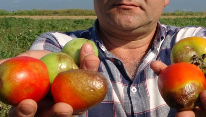 urunler_tarlada_kurudu_domates_ve_salca_fiyatlari_tavan_yapacak_h130819_877fa