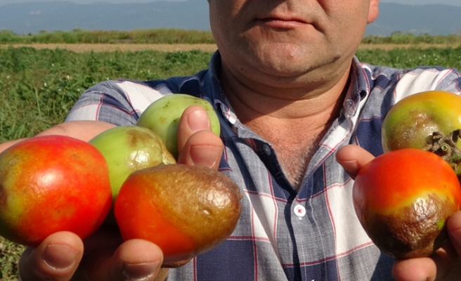 urunler_tarlada_kurudu_domates_ve_salca_fiyatlari_tavan_yapacak_h130819_877fa