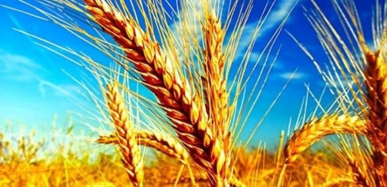 Buğday Krizi: 500 Bin Ton Buğday İthal Edilecek
