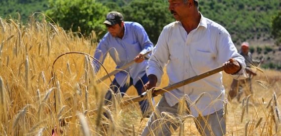 Yerli Üreticinin 1850 Liraya Sattığı Buğday, Meksika’dan 2 Bin 350 Liraya İthal Edildi