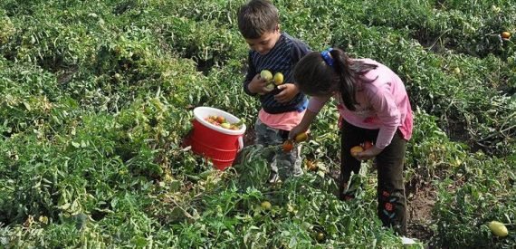 Bir Çocuk İşçi Hayatını Kaybetti, 6 İşçi Yaralandı
