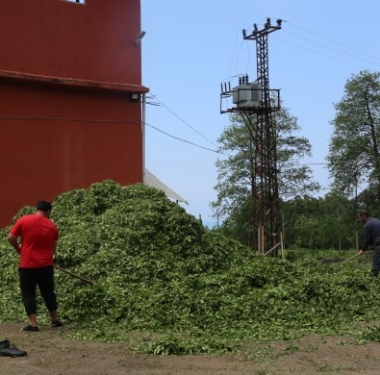 hopa-cay-kooperatifi-cayda-kota2