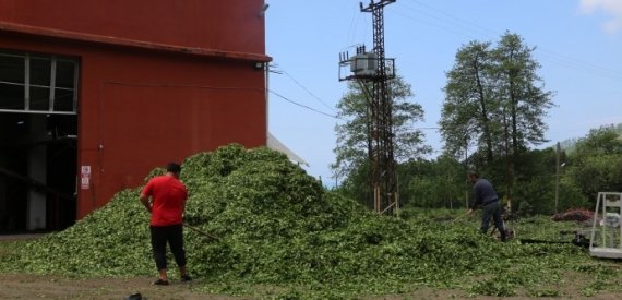 ‘Çayda Kota Kaldırılmalı, Özel Sektör Denetlenmeli’