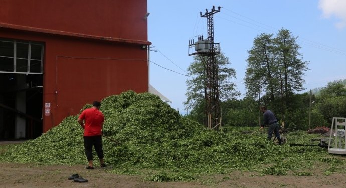 ‘Çayda Kota Kaldırılmalı, Özel Sektör Denetlenmeli’