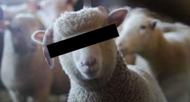 Sermaye Devletinin Halleri: Koyunlar Gözaltında, Meclis Olayı Tartışıyor 1 35-koyun-gozaltina-alindi-meclis-karisti-koyunlara-gozalti-ceylanpinar