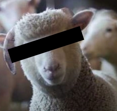 35-koyun-gozaltina-alindi-meclis-karisti-koyunlara-gozalti-ceylanpinar