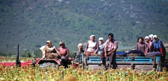Çiftçi Can Çekişiyor: Gübreye Yüzde 41 Zam, Yem ve Saman Fiyatları Uçtu