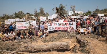 Kapitalist Barbarlar Şimdide Gözünü Yüzlerce Yıllık Zeytin Ağaçlarına Dikti 9 zeytinagaclari