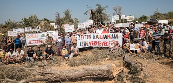 Kapitalist Barbarlar Şimdide Gözünü Yüzlerce Yıllık Zeytin Ağaçlarına Dikti