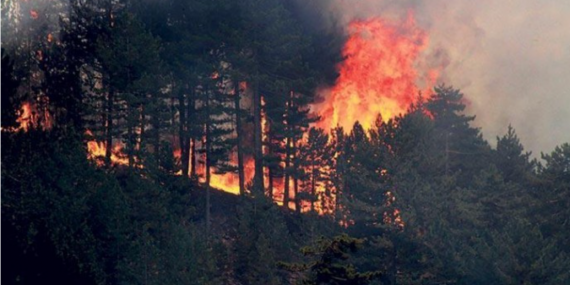 85 Bin Futbol Sahası Büyüklüğünde Orman Yandı!