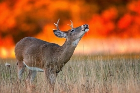 doğa-yangın-hayvan-g-b-1