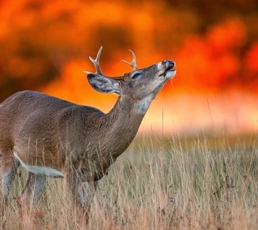 doğa-yangın-hayvan-g-b-1