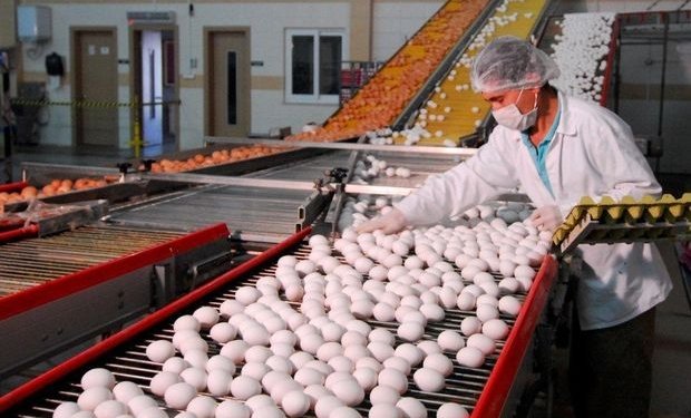 Tavuk Etine ve Yumurtaya Yüzde 15 Zam Geliyor