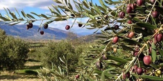Bakanlık Mahkemeye Zeytinlikleri Madenciliğe Açan Yönetmeliği Savunan Bir Yazı Yolladı