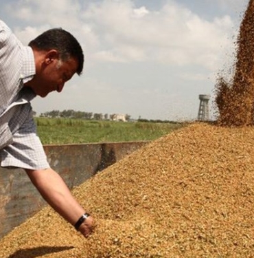 bugday-ureticisi-gergin-bekliyor-1017437-5