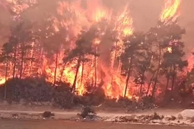 mugla-milas-ta-orman-yangini-904136-5