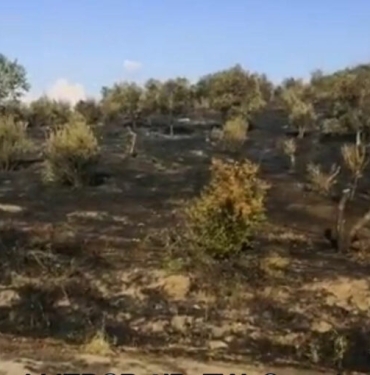 nesin-vakfi-1024x510