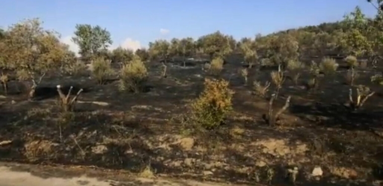 nesin-vakfi-1024x510