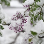 Ankarada Kar Yağışı