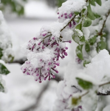 Ankarada Kar Yağışı