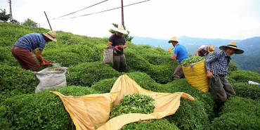 yas-cay-alimi-fiyati-bell-521