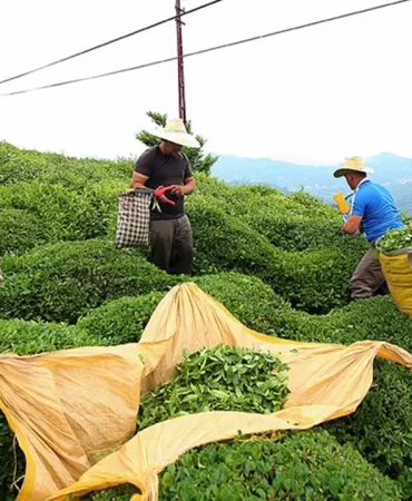 2025 Yılı Yaş Çayın Kilo Alım Fiyatı 25 Lira 4 yas-cay-alimi-fiyati-bell-521