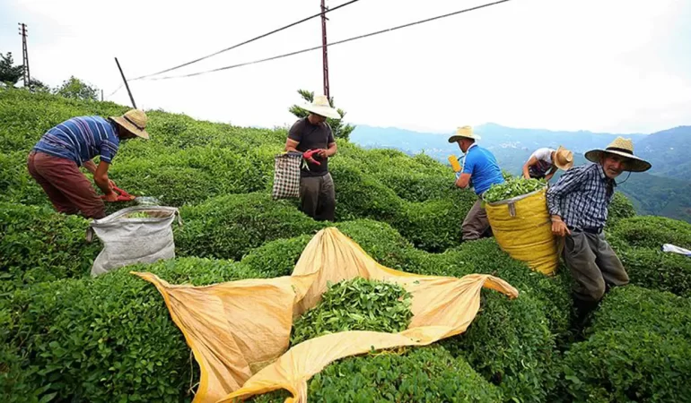 2025 Yılı Yaş Çayın Kilo Alım Fiyatı 25 Lira