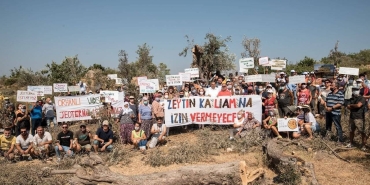 zeytin-agaci-orhanli-1