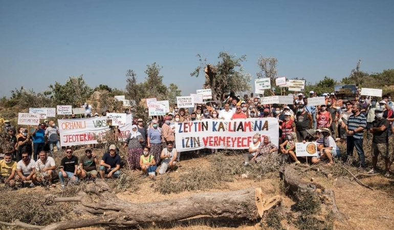 Zeytinlikleri Katleden ‘Süper Talan’ Teklifinin İlk 4 Maddesi Kabul Edildi