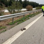 Otoyolda Temizlik Yapan İşçilere Araç Çarptı: 1 İşçi Hayatını Kaybetti, 3 Yaralı 22 iş cinayeti