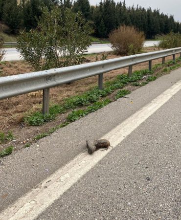 Otoyolda Temizlik Yapan İşçilere Araç Çarptı: 1 İşçi Hayatını Kaybetti, 3 Yaralı 7 iş cinayeti