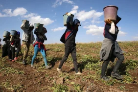 mevsimlik-tarim-iscilerinin-ca_1714300852_QvbrD1