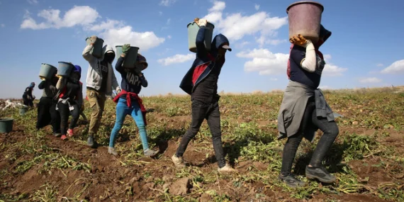 Mersin ve Adana’da Tarım İşçilerinin Günlük Yevmiyesi Düşürüldü: 1.500 TL’den 1.385 TL’ye Çekildi