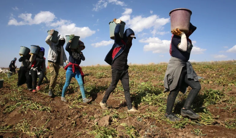 Mersin ve Adana’da Tarım İşçilerinin Günlük Yevmiyesi Düşürüldü: 1.500 TL’den 1.385 TL’ye Çekildi